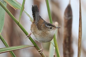 Marsh Wren - 9/29/24, Rose Valley Lake &copy; Bobby Brown