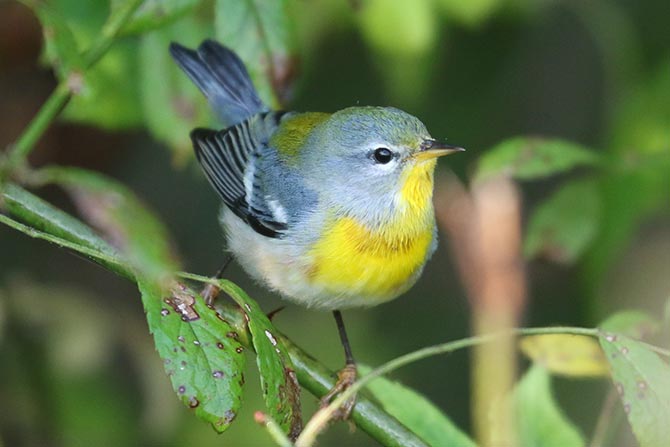 Northern Parula - 9/13/24, Rose Valley Lake &copy; Bobby Brown
