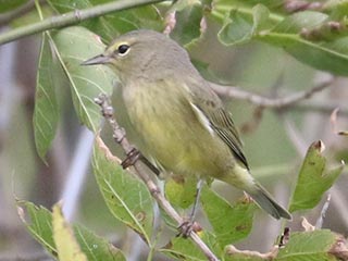 Orange-crowned Warbler - 9/27/24, Robert Porter Allen Natural Area &copy; Bobby Brown