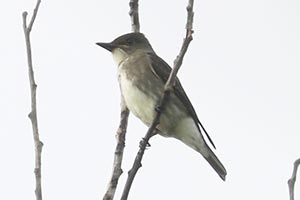 Olive-sided Flycatcher - 9/6/24, Rose Valley Lake &copy; Bobby Brown
