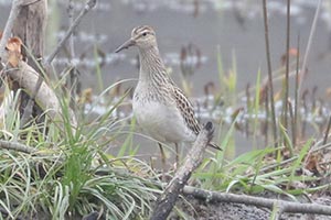 Pectoral Sandpiper - 11/15/24, Robert Porter Allen Natural Area &copy; Bobby Brown