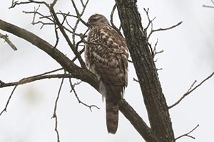 American Goshawk - 4/28/24 &copy; Bobby Brown