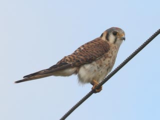 American Kestrel - 7/12/24, Antes Fort &copy; Bobby Brown