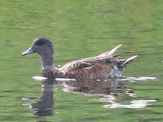 American Wigeon - 7/20/24, Rose Valley Lake &copy; Bobby Brown
