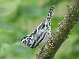 Black-and-white Warbler - 7/20/24, Rose Valley Lake &copy; Bobby Brown