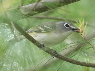 Blue-headed Vireo - 6/14/24, Coudersport Pike &copy; Bobby Brown