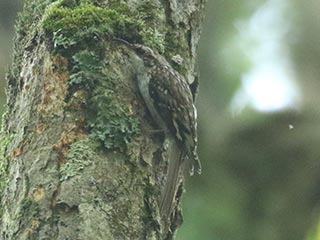 Brown Creeper - 6/22/24, Sand Spring Rd. &copy; Bobby Brown
