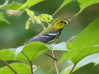 Black-throated Green Warbler - 7/1/24, Skyline Dr. &copy; Bobby Brown