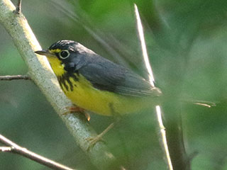 Canada Warbler - 6/19/24, Hillsgrove Rd. &copy; Bobby Brown