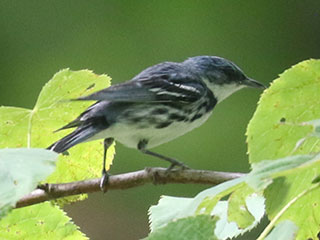 Cerulean Warbler - 7/4/24, Firetower Rd. &copy; Bobby Brown