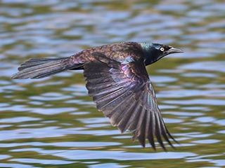 Common Grackle - 6/8/24, Mill St. &copy; Bobby Brown