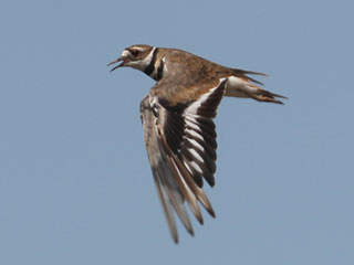 Killdeer - 7/19/24, Robert Porter Allen Natural Area &copy; Bobby Brown