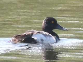 Lesser Scaup - 7/26/24, Rose Valley Lake &copy; Bobby Brown