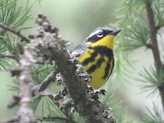 Magnolia Warbler - 6/14/24, Haneyville &copy; Bobby Brown