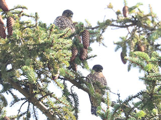 Merlins - 7/27/24, Muncy &copy; Bobby Brown