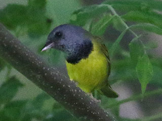 Mourning Warbler - 6/19/24, Cascade Rd. &copy; Bobby Brown