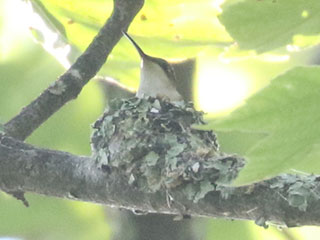 Ruby-throated Hummingbird - 6/13/24, Skyline Dr. &copy; Bobby Brown