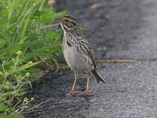 Savannah Sparrow - 6/30/24, Cogan House &copy; Bobby Brown