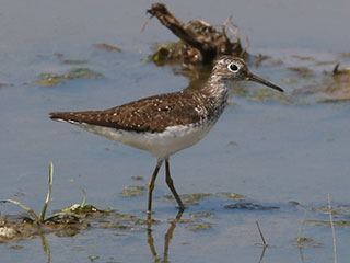 Solitary Sandpiper - 7/19/24, Robert Porter Allen N.A. &copy; Bobby Brown