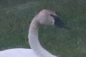 Trumpeter Swan - 6/14/24, Jersey Shore &copy; Bobby Brown