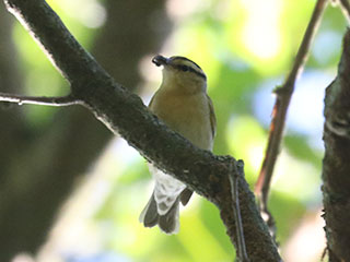 Worm-eating Warbler - 7/1/24, Skyline Dr. &copy; Bobby Brown