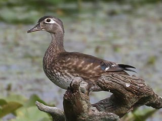 Wood Duck - 7/20/24, Rose Valley Lake &copy; Bobby Brown