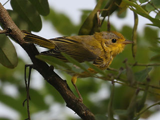 Yellow Warbler - 7/20/24, Rose Valley Lake &copy; Bobby Brown