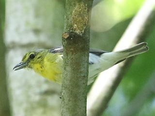 Yellow-throated Vireo - 7/21/24, SGL 252 &copy; Bobby Brown