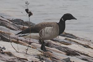 Brant - 5/14/25, Williamsport Dam &copy; Bobby Brown
