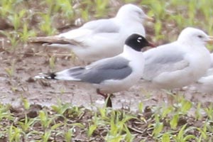 Franklin's Gull - 5/23/25, Nisbet &copy; Bobby Brown