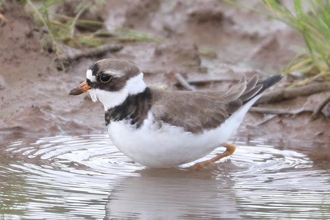 Semipalmated Plover - 5/24/25, Canfields Ln. &copy; Bobby Brown