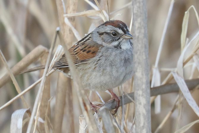 Swamp Sparrow  - 4/23/25, Robert Porter Allen Natural Area &copy; Bobby Brown