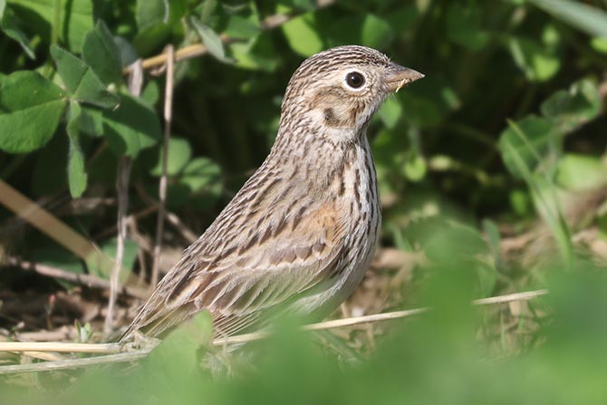Vesper Sparrow - 4/27/25, Robert Porter Allen Natural Area &copy; Bobby Brown