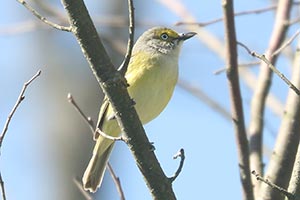 White-eyed Vireo - 4/30/25, Williamsport Water Authority Trails &copy; Bobby Brown