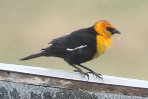Yellow-headed Blackbird - 4/2/25, Jackson Twp. &copy; Bobby Brown