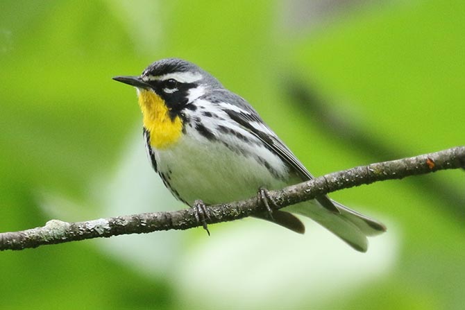 Yellow-throated Warbler - 5/24/25, Trout Run Park &copy; Bobby Brown