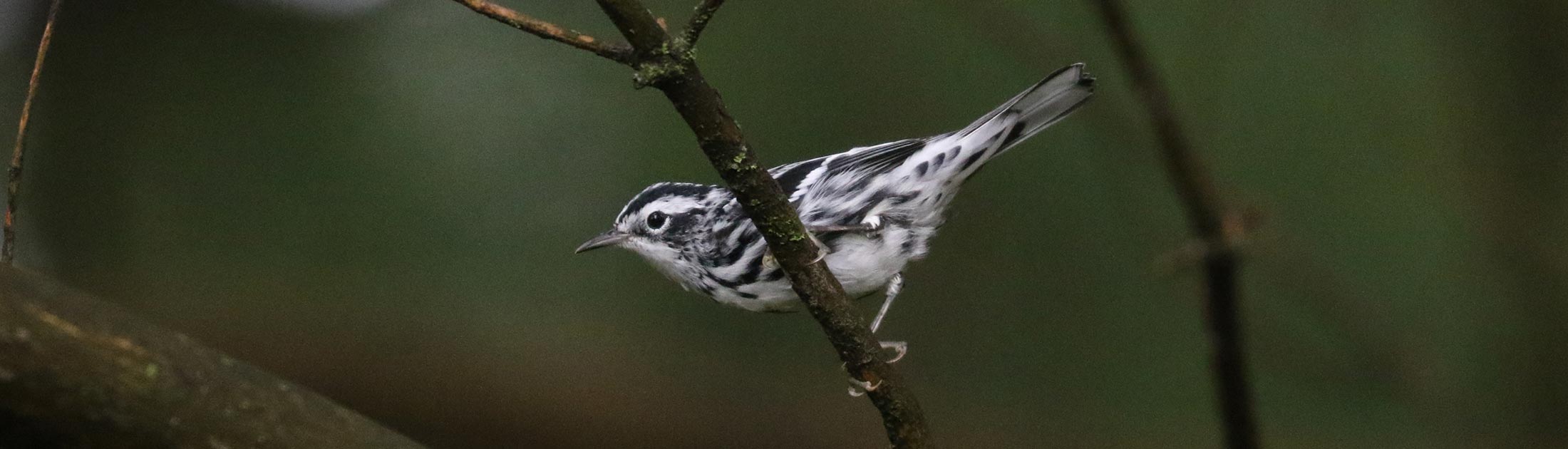 Seasonal Report - Summer 2025