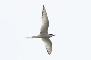 Arctic Tern - 6/13/25, Rose Valley Lake &copy; Bobby Brown