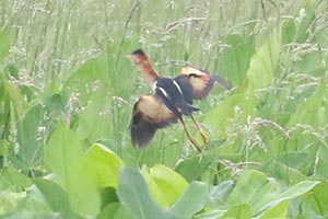 Least Bittern - 6/14/25, Robert Porter Allen Natural Area &copy; Bobby Brown