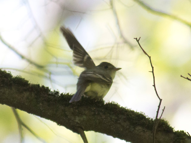 Acadian Flycatcher - 5/20/2016, Jacoby Falls Trail &copy; David Brown