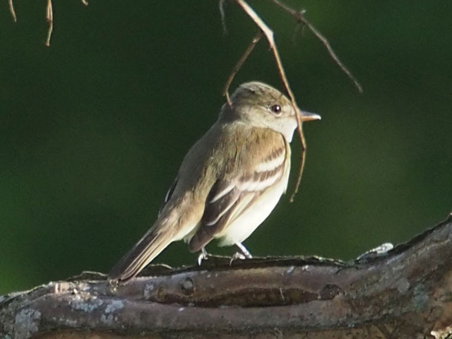 Alder Flycatcher - 5/16/2016, Mill St. &copy; Bobby Brown