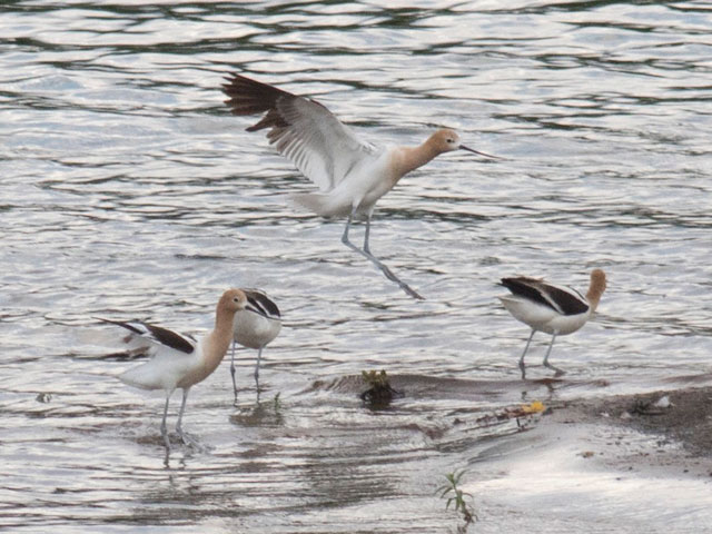 American Avocets - 7/14/2017, Williamsport Dam &copy; David Brown