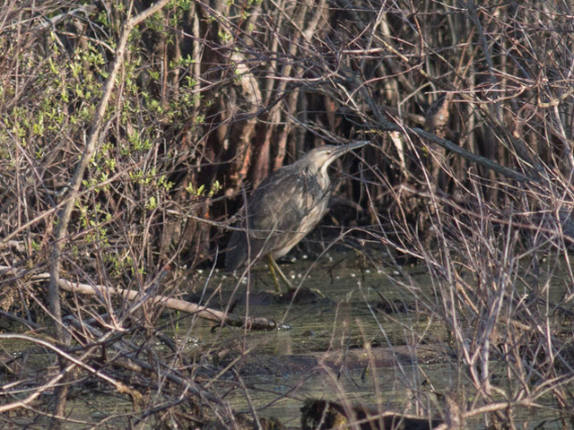 American Bittern - 4/24/2016, SGL 252 &copy; David Brown