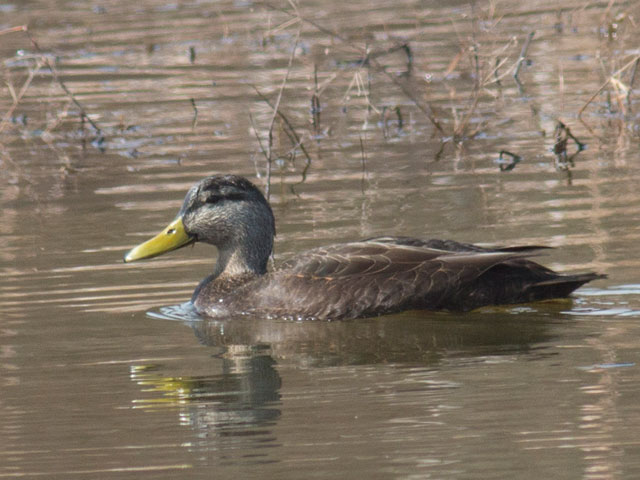 American Black Duck - 3/11/2016, Lycoming Creek Bikeway Wetlands &copy; David Brown