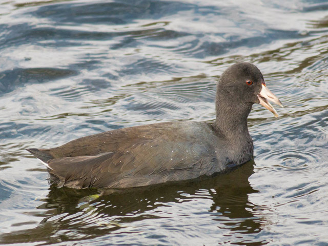 American Coot - 11/3/2014, Rose Valley Lake &copy; David Brown