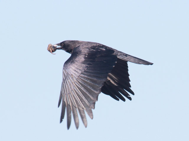 American Crow - 2/2/2016, Rose Valley Lake &copy; David Brown
