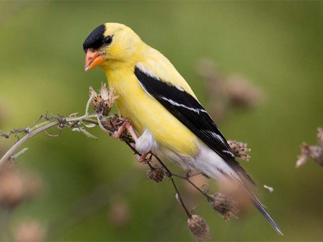 American Goldfinch - 8/15/2016, Rt. 15 Overlook &copy; David Brown
