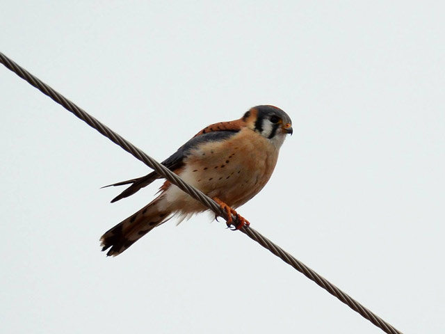 American Kestrel - 2/4/2016, Rose Valley Lake &copy; Steve Pinkerton