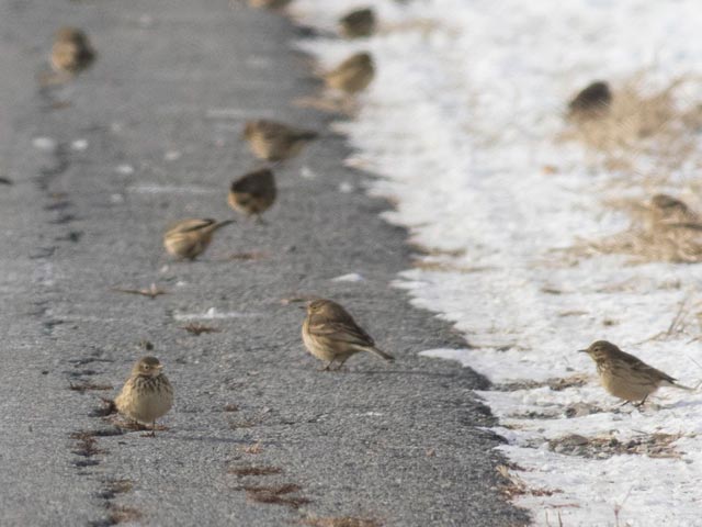 American Pipits - 12/16/2016, Nisbet &copy; David Brown