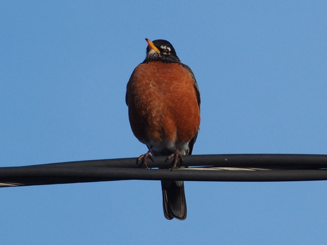 American Robin - 2/26/2016, Montoursville &copy; Bobby Brown
